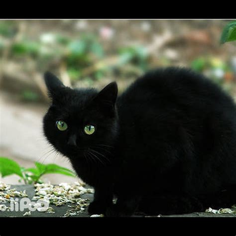 黑貓 風水